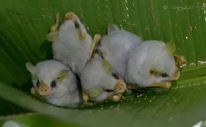I Traveled To The Costa Rican Rainforest And Photographed Honduran White Bats (5 Pics)