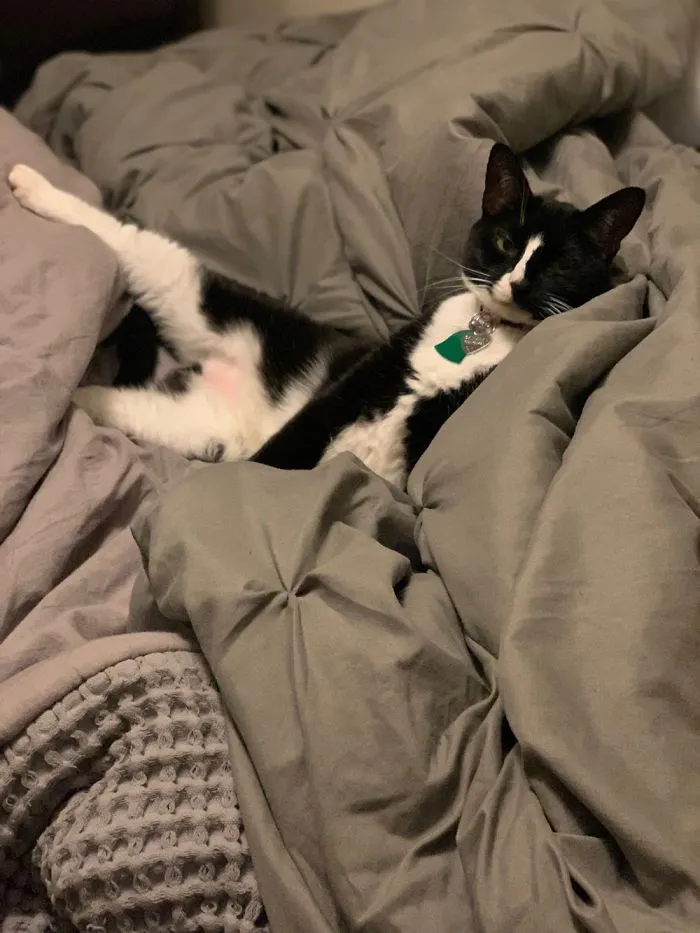 My Cat Oatmeal Posing For The Cover Of Playcat