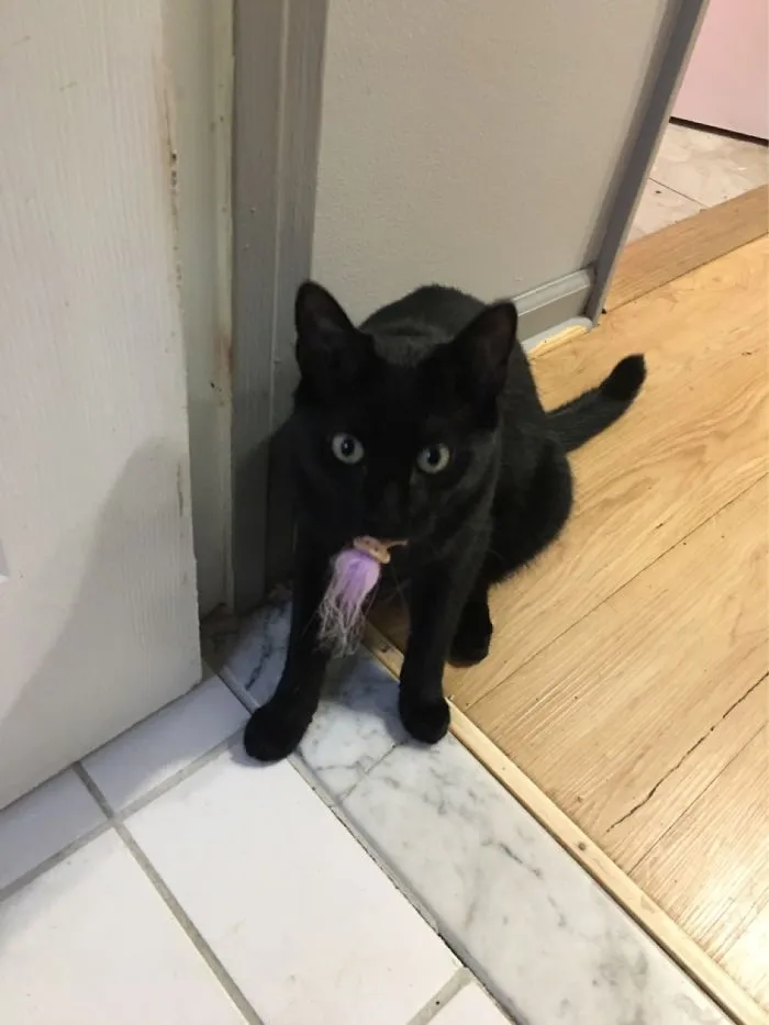 That’s Mercury An His Troll Fetch Toy