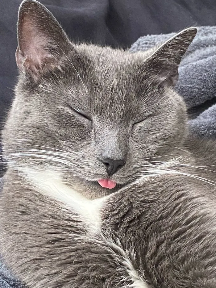 Let Me Sleep