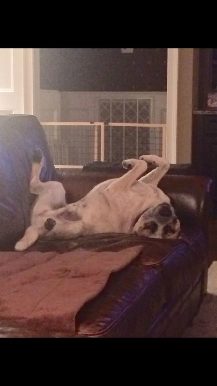 Ruff Day?