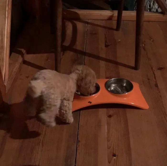 Always Rising It’s Back Paws While Eating