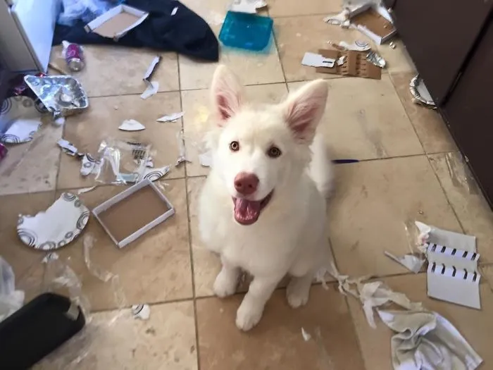 I Took Out The Trash For You! You’re Welcome!
