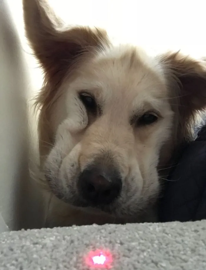My Dog Is More Beautifuler Than Yours!! 🤪