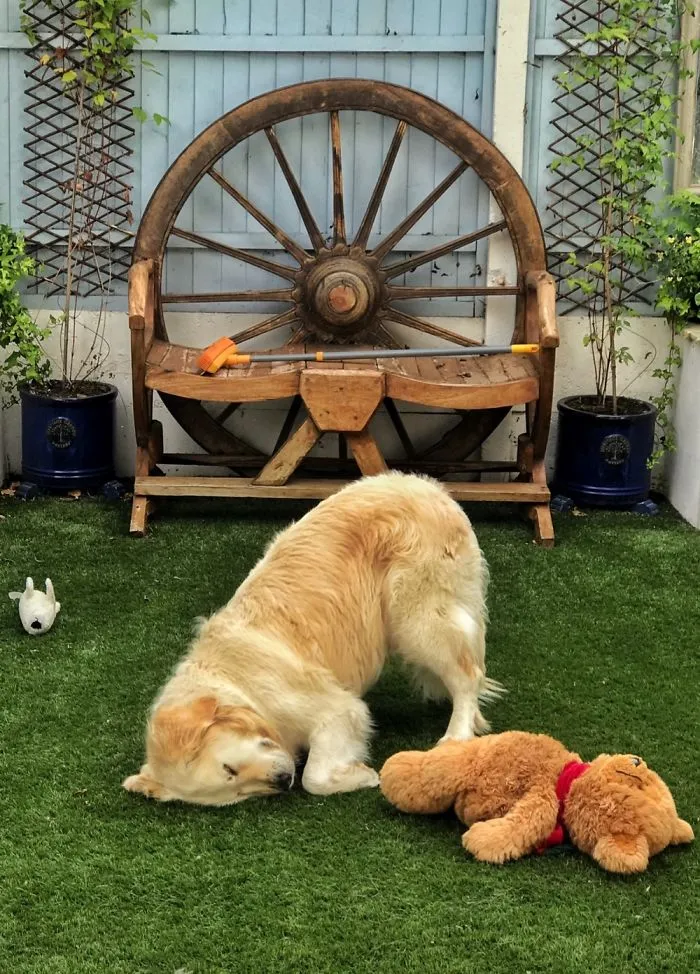 Downward Dog!