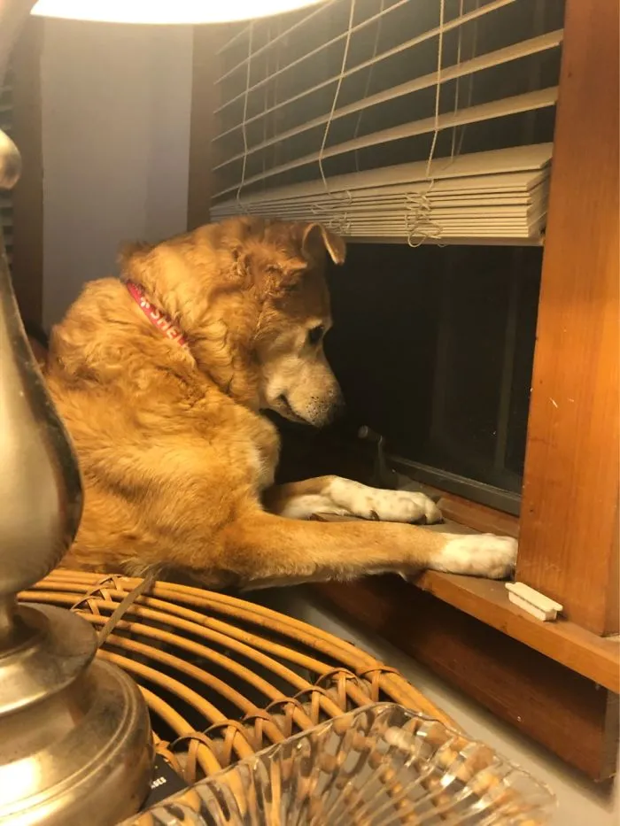 She Likes To *try* To Eat Bugs When They Come Near The Screen