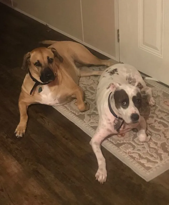 Twins? Lol! Even Their Left Paws!