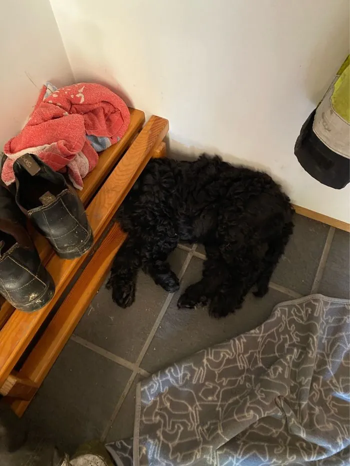 The Headless Puppy Sleep Pose
