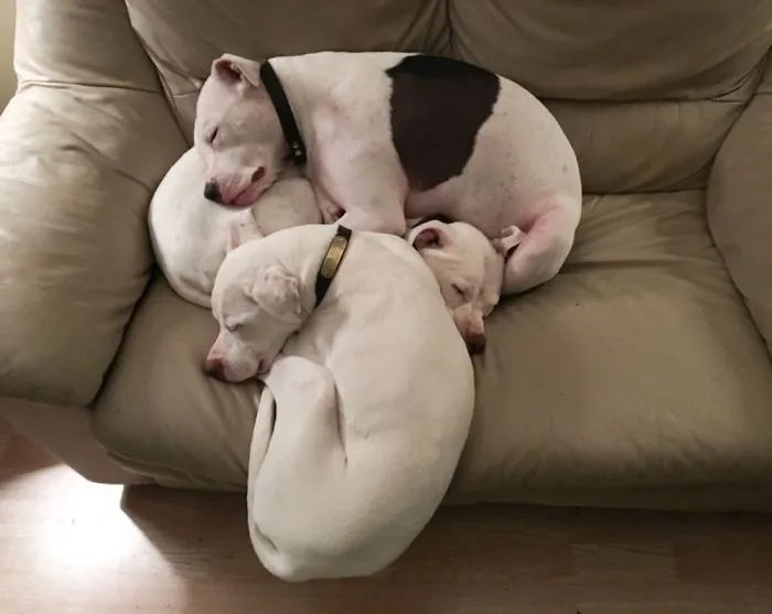 My Quinn Defying Gravity To Be Part Of The Sibling Pittie Pile (With Josh & Stella).