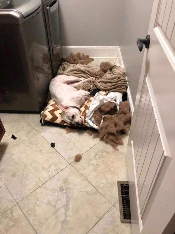 The Bed Had It Coming.