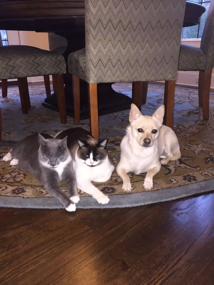 Barney Refuses To Accept That He’s Not A Cat.  Gus And Herman Not Remotely Amused.