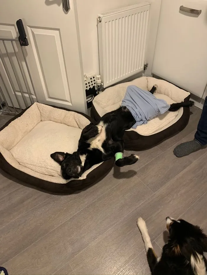 After His Surgery, He Decided He Wanted Both Beds.