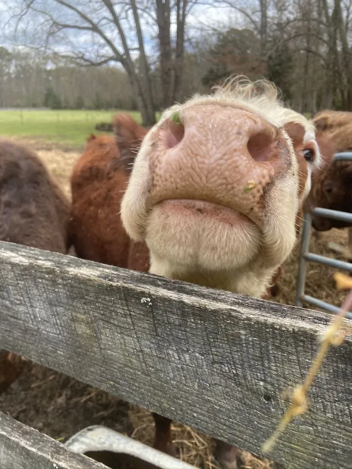 Cows. Just Cows