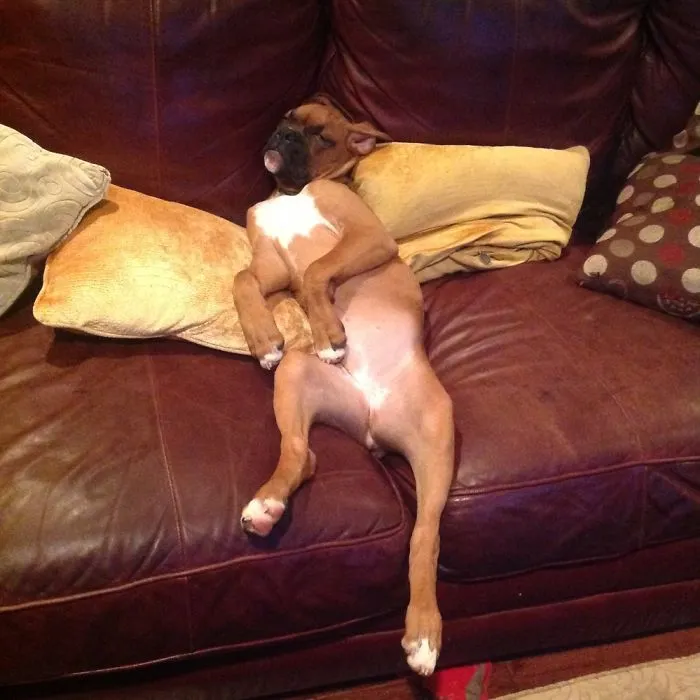 Ruff Night Out.