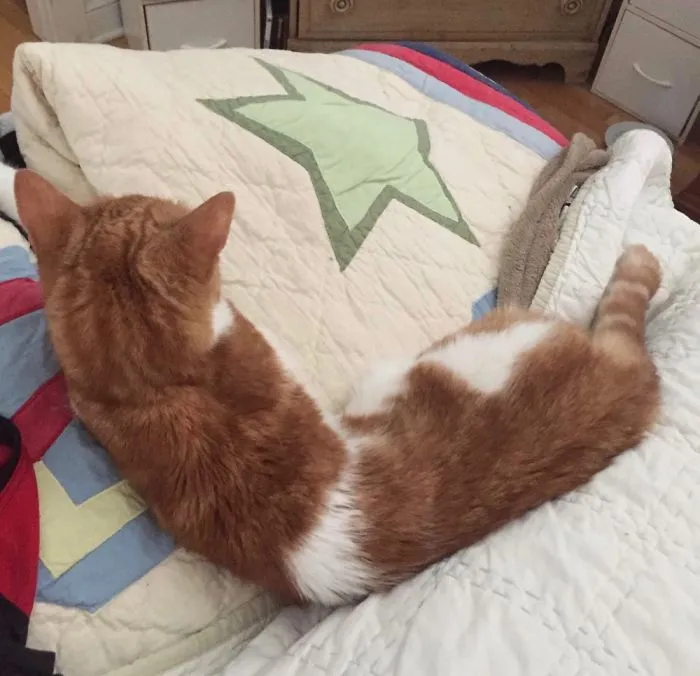My Bendy Boi