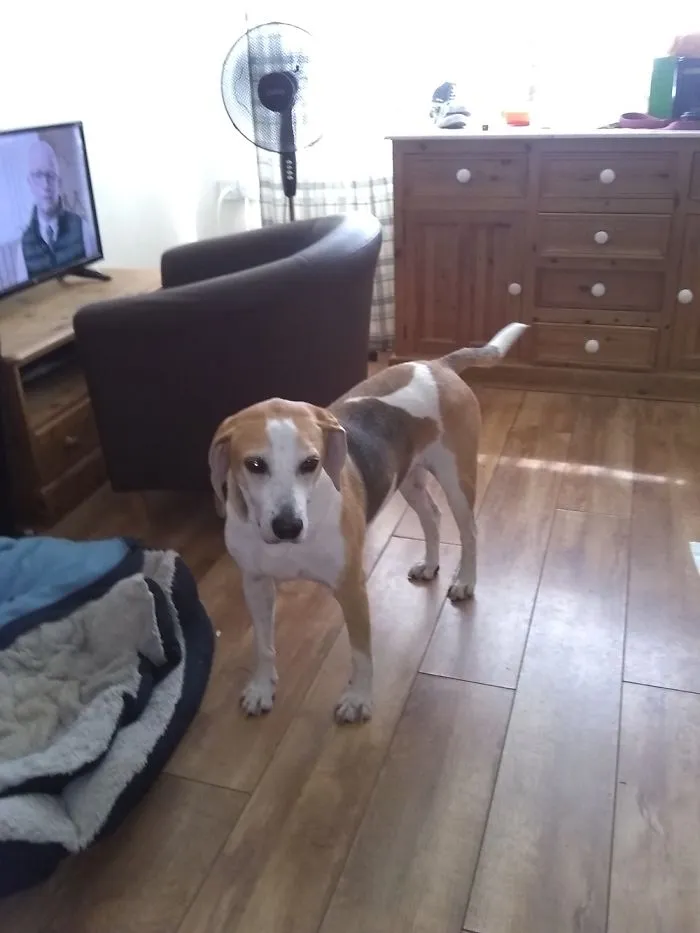 Lily, 15 When I Adopted Her, She Lived To 17, Most Beautiful Girl Ever Xxx