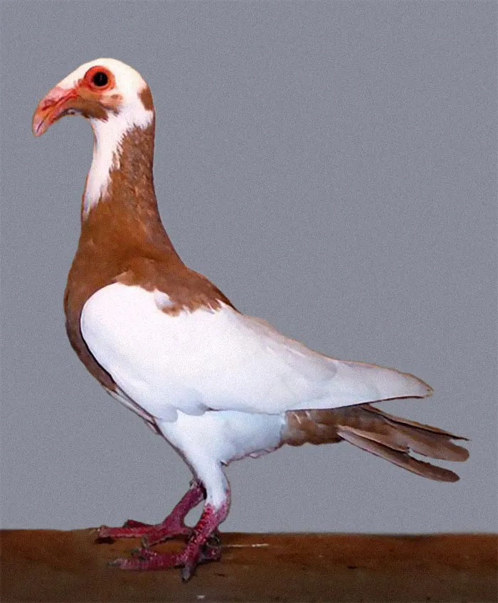 Paloma badagais