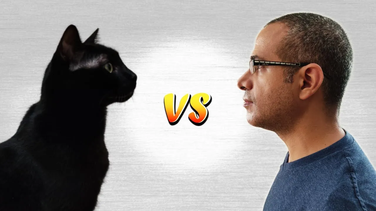 Don't Mess With A Cat - Funny Video