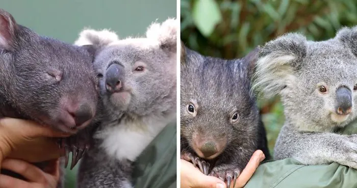 "It’s Unusual To See Them Interact Like This": Surprised Zookeepers Share A Video Of A Koala And A Wombat Becoming Best Buddies During The Lockdown