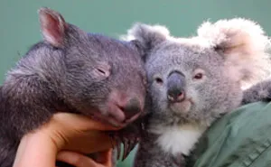 "It’s Unusual To See Them Interact Like This": Surprised Zookeepers Share A Video Of A Koala And A Wombat Becoming Best Buddies During The Lockdown