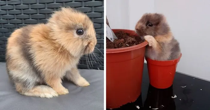 Meet Leo, An Earless Rabbit Who Looks Like A Tiny Lion