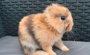 Meet Leo, An Earless Rabbit Who Looks Like A Tiny Lion