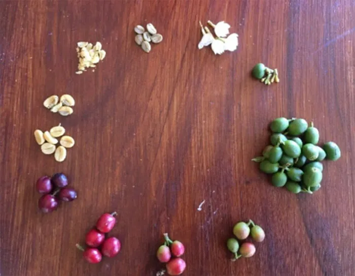 Coffee Beans