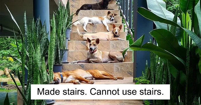 Couple Moves To Thai Island, Adopts 15 Strays After Losing Their Beloved 10 Y.O. Doggo