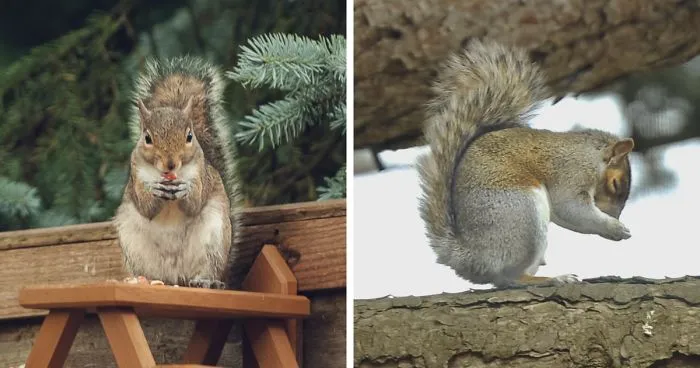 Watching Squirrels In My Garden Became A Morning Ritual During Lockdown, Here Are 15 Photos That I Took