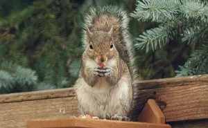 Watching Squirrels In My Garden Became A Morning Ritual During Lockdown, Here Are 15 Photos That I Took