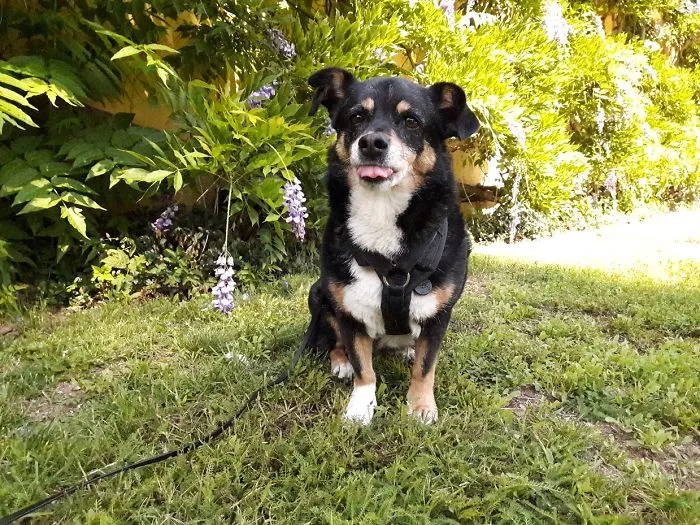 Mo