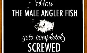 How The Male Angler Fish Gets Completely Screwed