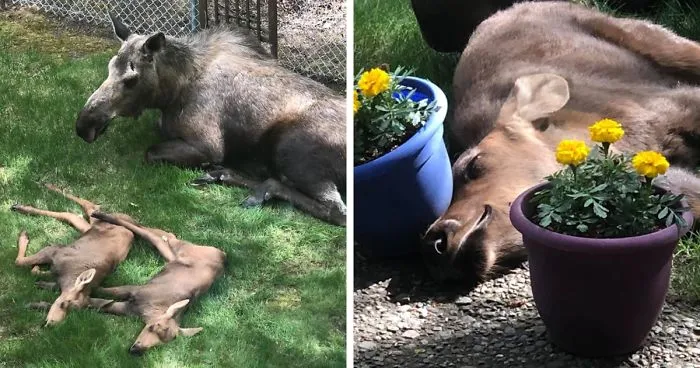 Moose And Her Calves Decide To Spend A Day In This Family's Backyard, Man Documents How It Went