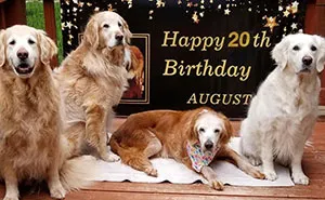 This Cute Golden Retriever Becomes The First Golden Retriever To Reach The Age Of 20