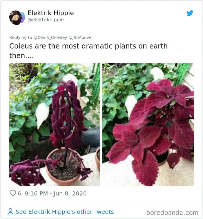 People Are Posting Pics Of Their Plants' Hilarious Dramatic Behavior (18 Pics)