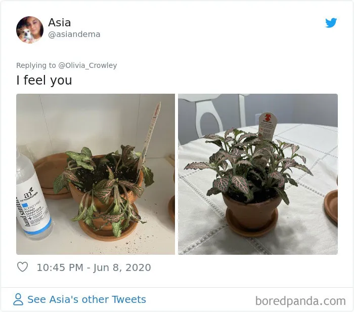 People Are Posting Pics Of Their Plants' Hilarious Dramatic Behavior (18 Pics)
