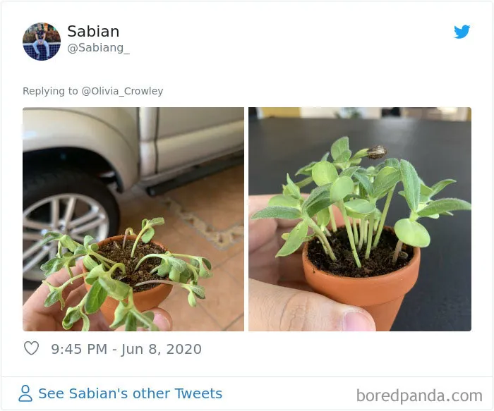 People Are Posting Pics Of Their Plants' Hilarious Dramatic Behavior (18 Pics)