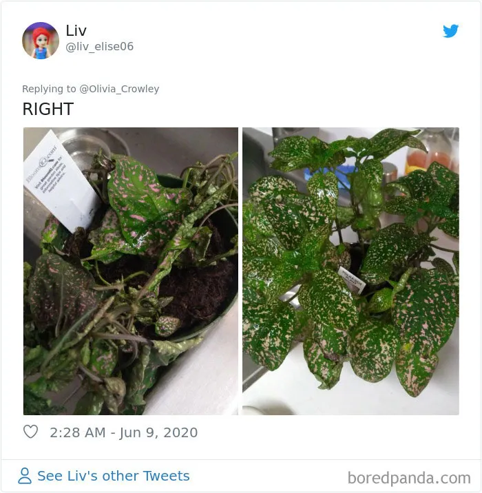 People Are Posting Pics Of Their Plants' Hilarious Dramatic Behavior (18 Pics)