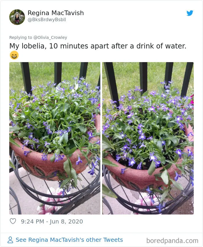 People Are Posting Pics Of Their Plants' Hilarious Dramatic Behavior (18 Pics)
