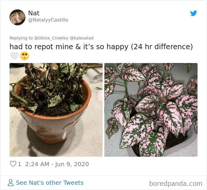 People Are Posting Pics Of Their Plants' Hilarious Dramatic Behavior (18 Pics)