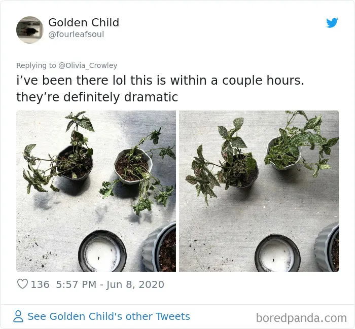 People Are Posting Pics Of Their Plants' Hilarious Dramatic Behavior (18 Pics)