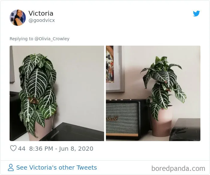 People Are Posting Pics Of Their Plants' Hilarious Dramatic Behavior (18 Pics)