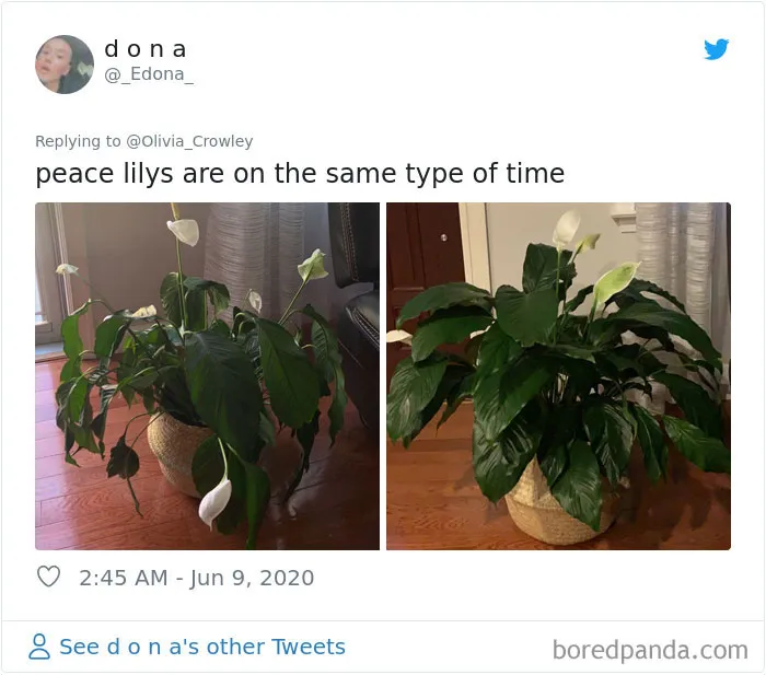 People Are Posting Pics Of Their Plants' Hilarious Dramatic Behavior (18 Pics)