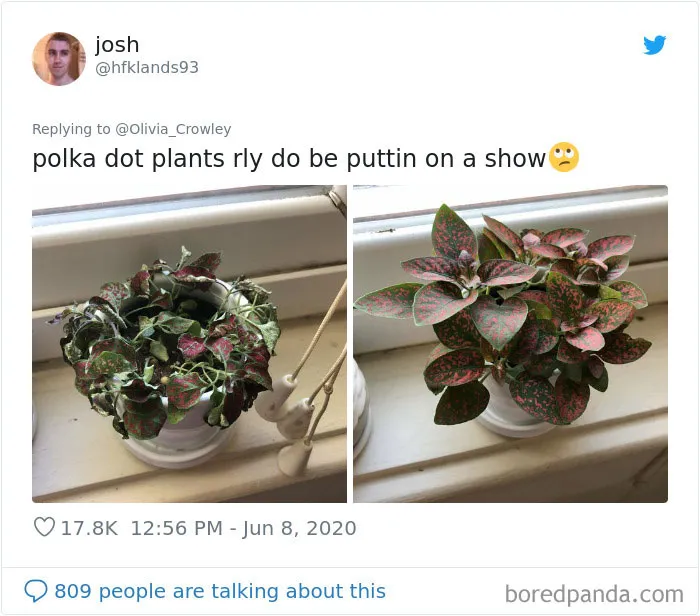 People Are Posting Pics Of Their Plants' Hilarious Dramatic Behavior (18 Pics)