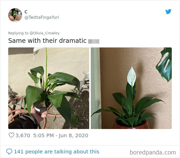 People Are Posting Pics Of Their Plants' Hilarious Dramatic Behavior (18 Pics)