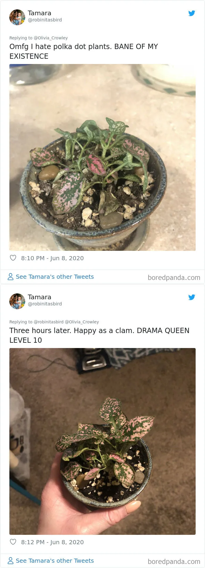 People Are Posting Pics Of Their Plants' Hilarious Dramatic Behavior (18 Pics)