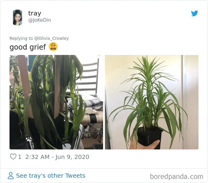 People Are Posting Pics Of Their Plants' Hilarious Dramatic Behavior (18 Pics)