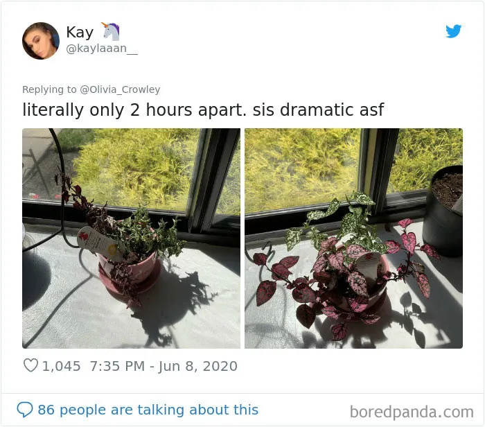 People Are Posting Pics Of Their Plants' Hilarious Dramatic Behavior (18 Pics)