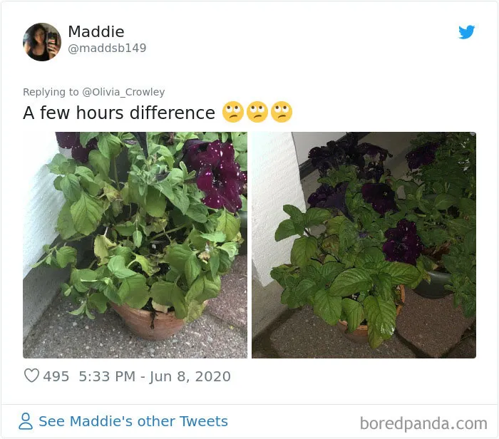 People Are Posting Pics Of Their Plants' Hilarious Dramatic Behavior (18 Pics)