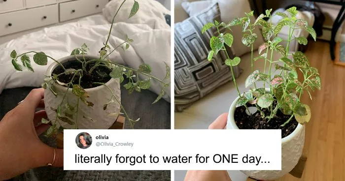 People Are Posting Pics Of Their Plants' Hilarious Dramatic Behavior (18 Pics)